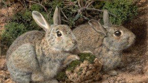 John Sherrin (1819-96) Rabbits Signed 'J Sherrin' Watercolour on paper 30.5 x 40.1 cm Museum no. 169-1901