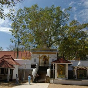 Bodhi tree, Anuradhapura. Photograph by Dominique Schreckling, 2004
