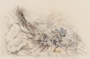 John Ruskin, 'By the Way-side', 1859. Museum no. E.309-1952