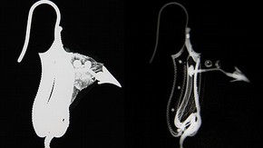 Figure 3. An X-ray showing the internal structure of the earring at 35KV and the metal wires at a higher KV. (X-ray taken by Paul Robins, Photography by Phil Sofer).