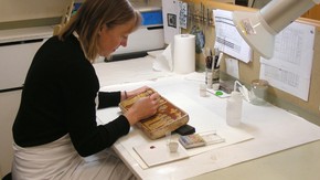 Conservator at work on the ceramics collections