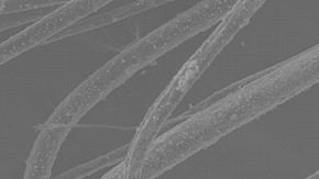 Figure 3. SEM image of salt (NaCl) crystals on wool fibres x300 magnification (Photography by Sara Gillies)