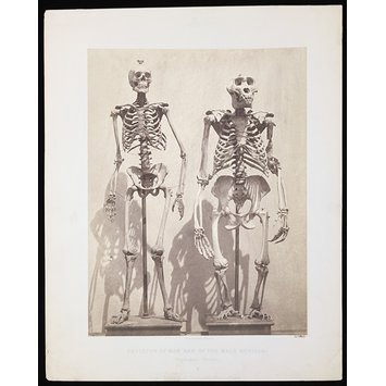 Photograph - Skeleton of Man and of the Male Gorilla (Troglodytes Gorilla) Photograph - Skeleton of Man and of the Male Gorilla (Troglodytes Gorilla)