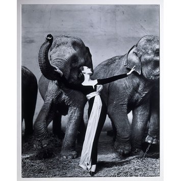 Photograph - Dovima with the Elephants - evening dress by Dior, Cirque d'Hiver, Paris, August 1955 Photograph - Dovima with the Elephants - evening dress by Dior, Cirque d'Hiver, Paris, August 1955