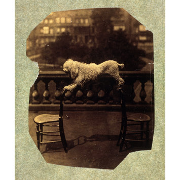 Photograph - Dog balancing on two chairs Photograph - Dog balancing on two chairs