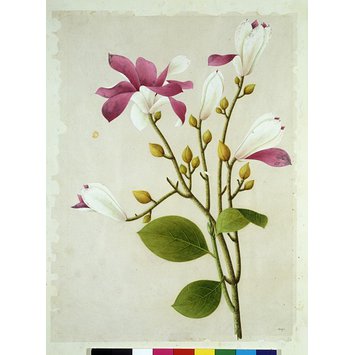 Painting - Purple magnolia Painting - Purple magnolia