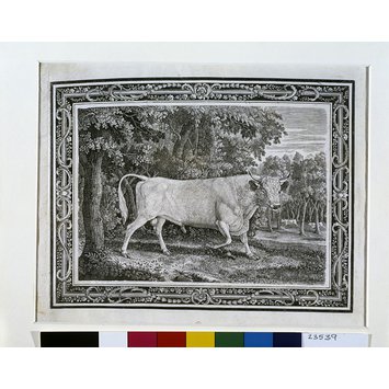 Print - The Chillingham Bull Print - The Chillingham Bull