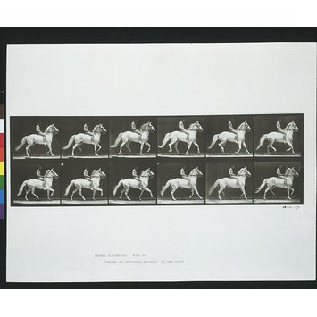 Photograph - Horse and rider Photograph - Horse and rider