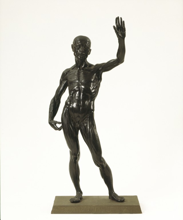 Anatomical Figure Cigoli Ludovico V A Search The Collections