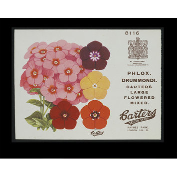 Print - Phlox. Drummondi. Carters Large Flowered Mixed. Print - Phlox. Drummondi. Carters Large Flowered Mixed.