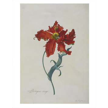 Watercolour - Perroquet Rouge Watercolour - Perroquet Rouge