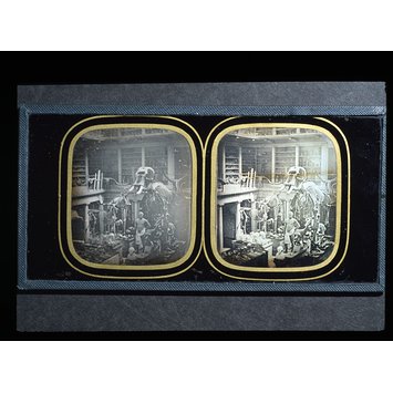 Daguerreotype - Display of Zoological Specimens Daguerreotype - Display of Zoological Specimens
