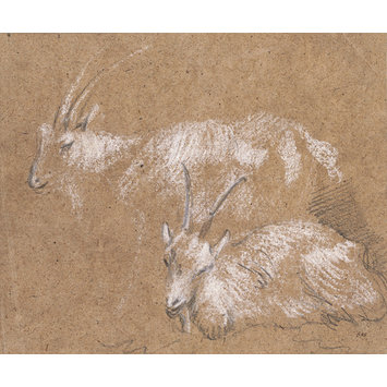 Drawing - Studies of goats Drawing - Studies of goats