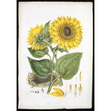 Print - Helianthus annuus L. Print - Helianthus annuus L.