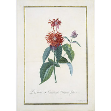 Drawing - Oswego Tea-plant Drawing - Oswego Tea-plant
