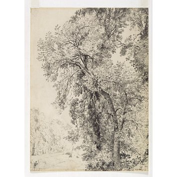 Study Of Ash Trees John Constable Va Search The Collections - 