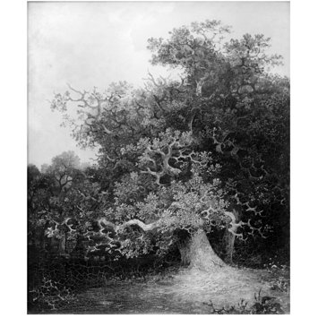 Oil painting - Forest scene with oak trees Oil painting - Forest scene with oak trees