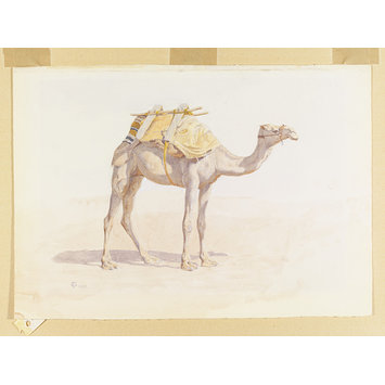 Watercolour - Baggage Camel Watercolour - Baggage Camel