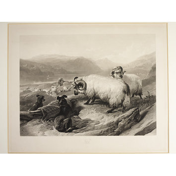 Engraving - Tethered Ram Engraving - Tethered Ram