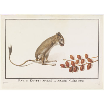Watercolour - Rat dEgypte apellé en Arabe Gérbouh Watercolour - Rat dEgypte apellé en Arabe Gérbouh