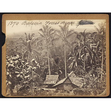 Photograph - Batavia Forest Scene Photograph - Batavia Forest Scene