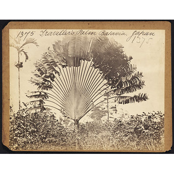 Photograph - Traveller's Palm Batavia. Japan Photograph - Traveller's Palm Batavia. Japan