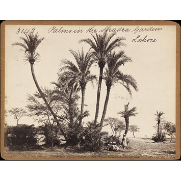 Photograph - Palms in the Shadra Gardens Lahore Photograph - Palms in the Shadra Gardens Lahore
