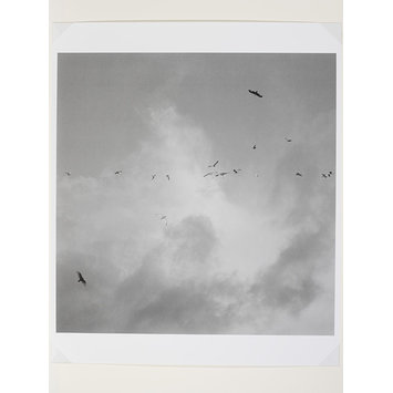Photograph - Birds in Flight Photograph - Birds in Flight