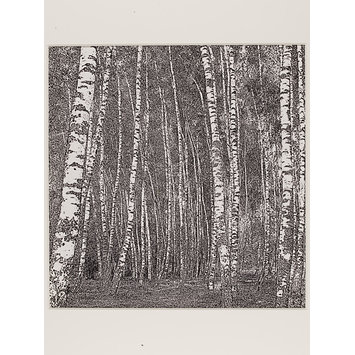 Photograph - Birches IV Photograph - Birches IV