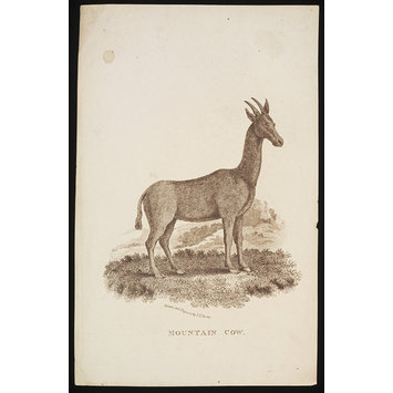 Print - Mountain Cow. Print - Mountain Cow.
