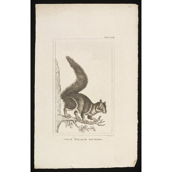 Print - Great Malabar Squirrel Print - Great Malabar Squirrel