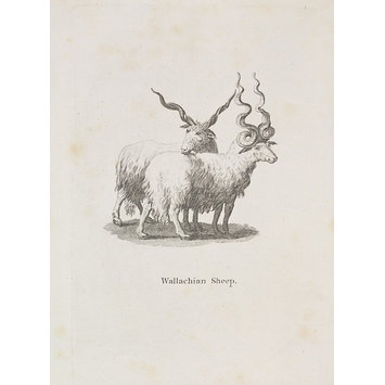 Print - Wallachian Sheep Print - Wallachian Sheep