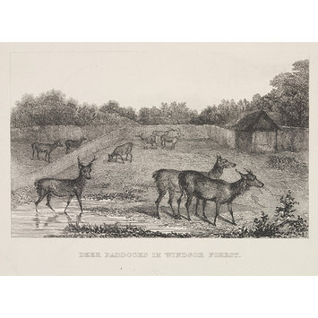 Print - Deer Paddocks In Windsor Forest Print - Deer Paddocks In Windsor Forest