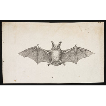 Vespertilio Murinus Linn Bischoff V A Search The Collections
