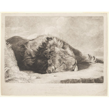 Print - Sleeping Lion Print - Sleeping Lion