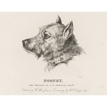 Print - Rodney Print - Rodney