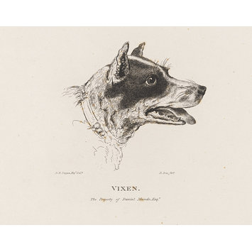 Print - VIXEN Print - VIXEN