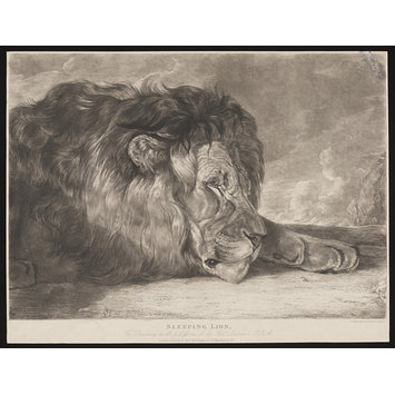 Print - Sleeping Lion Print - Sleeping Lion