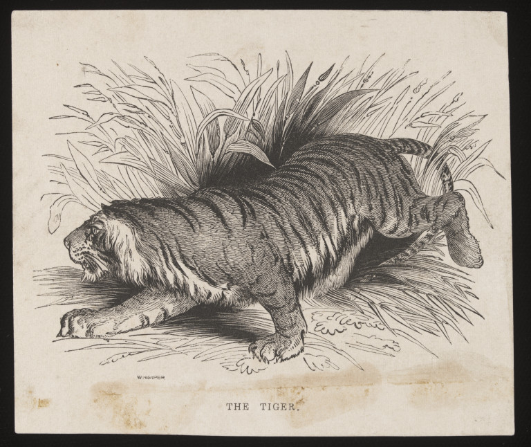 THE TIGER | Whimper | V&A Search the Collections