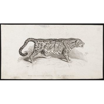 Print - THE CLOUDED TIGER. F. NEBULOSA Print - THE CLOUDED TIGER. F. NEBULOSA