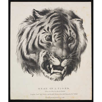 Print - Head of a Tiger Print - Head of a Tiger