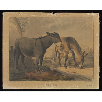 Print - Varty's Series of Domestic & Wild Animals Print - Varty's Series of Domestic & Wild Animals