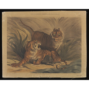 Print - Varty's Series of Domestic & Wild Animals Print - Varty's Series of Domestic & Wild Animals