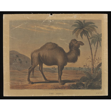 Print - Varty's Series of Domestic & Wild Animals Print - Varty's Series of Domestic & Wild Animals