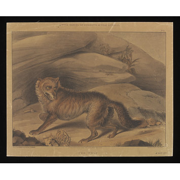 Print - Varty's Series of Domestic & Wild Animals Print - Varty's Series of Domestic & Wild Animals