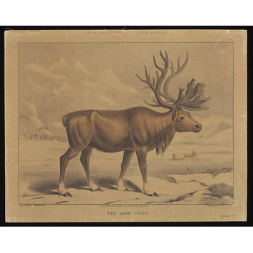 Print - Varty's Series of Domestic & Wild Animals Print - Varty's Series of Domestic & Wild Animals