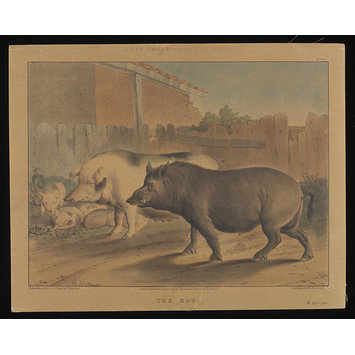 Print - Varty's Series of Domestic & Wild Animals Print - Varty's Series of Domestic & Wild Animals