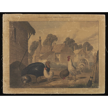 Print - Varty's Series of Domestic & Wild Animals Print - Varty's Series of Domestic & Wild Animals