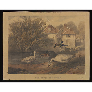 Print - Varty's Series of Domestic & Wild Animals Print - Varty's Series of Domestic & Wild Animals