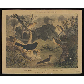 Print - Varty's Series of Domestic & Wild Animals Print - Varty's Series of Domestic & Wild Animals